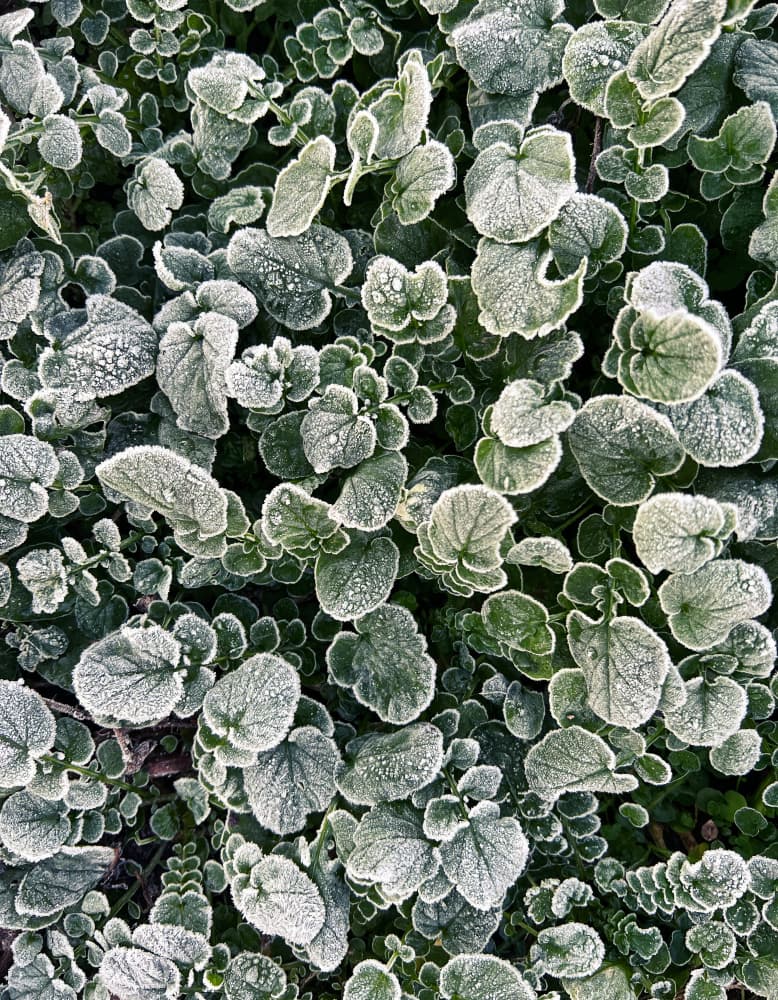 Frosted Winter Leaves by Stephan Morais — canvas wall art