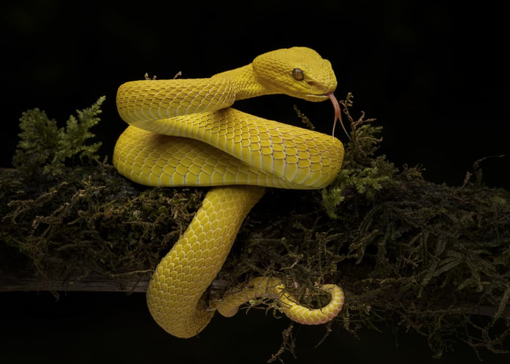 Yellow Pit Viper by Sita Gramich — canvas wall art