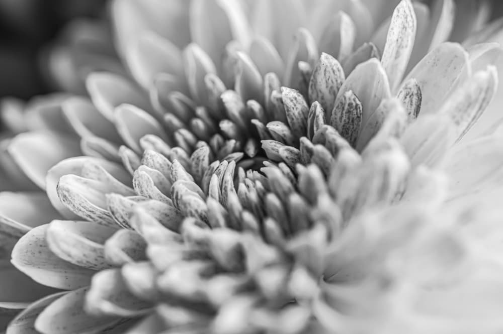 Elegant Floral Detail by Alexandra Isbasoiu — canvas wall art