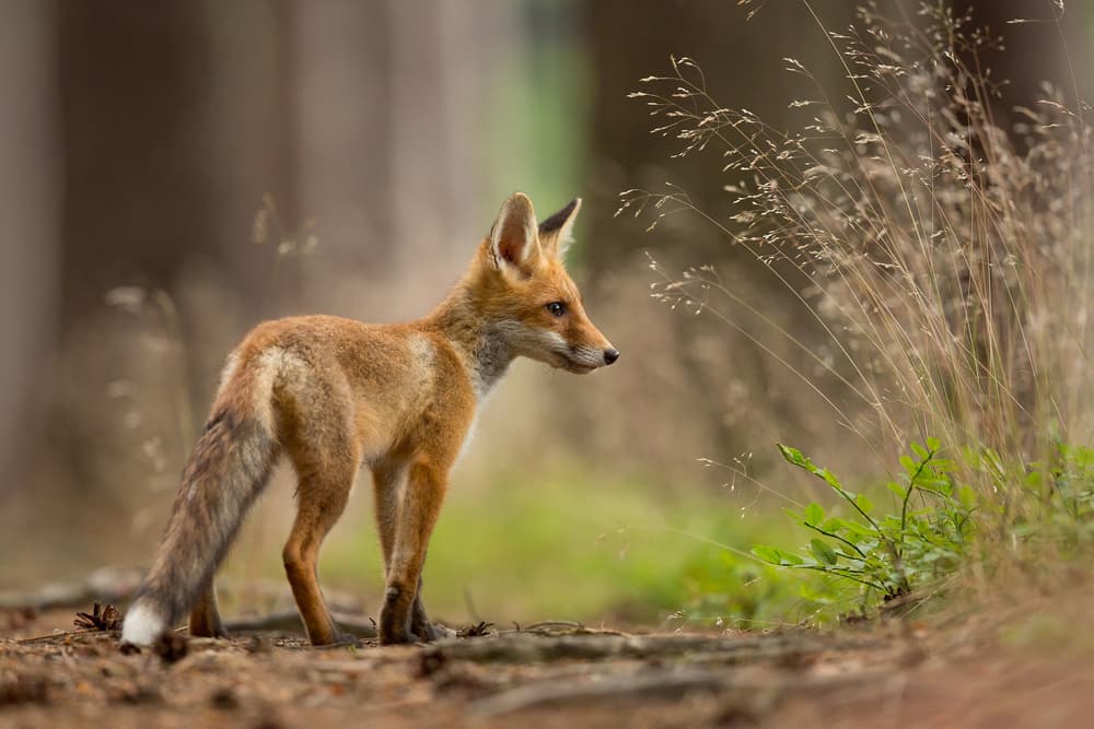 Observant Forest Fox by Milan Zygmunt — canvas wall art
