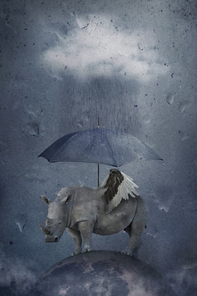 Winged Rhino Umbrella by Muriel Vekemans — canvas wall art