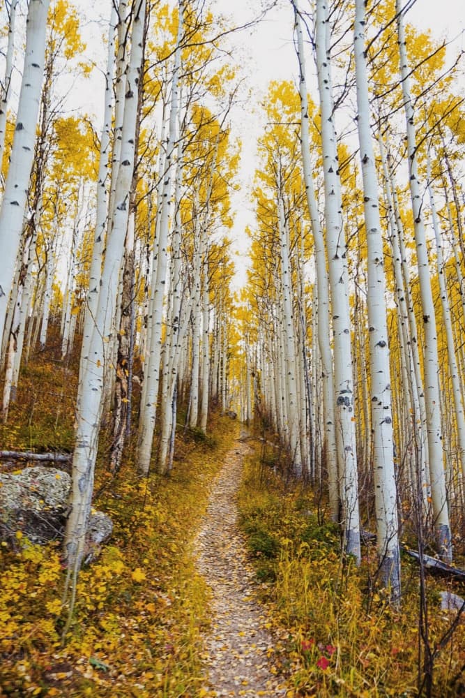 Golden Aspen Path by Del Mundo Imagery — canvas wall art
