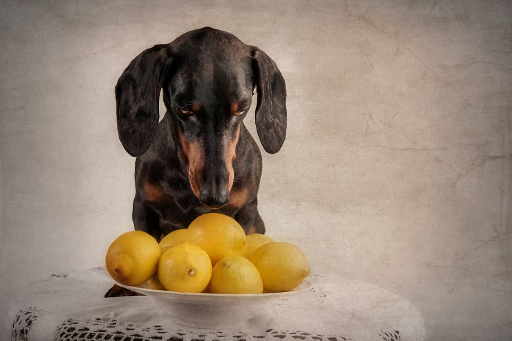 Curious Dog With Lemons by Heike Willers — canvas wall art