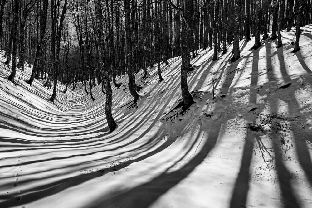 Winter Forest Shadows by Valentin Borsan — canvas wall art