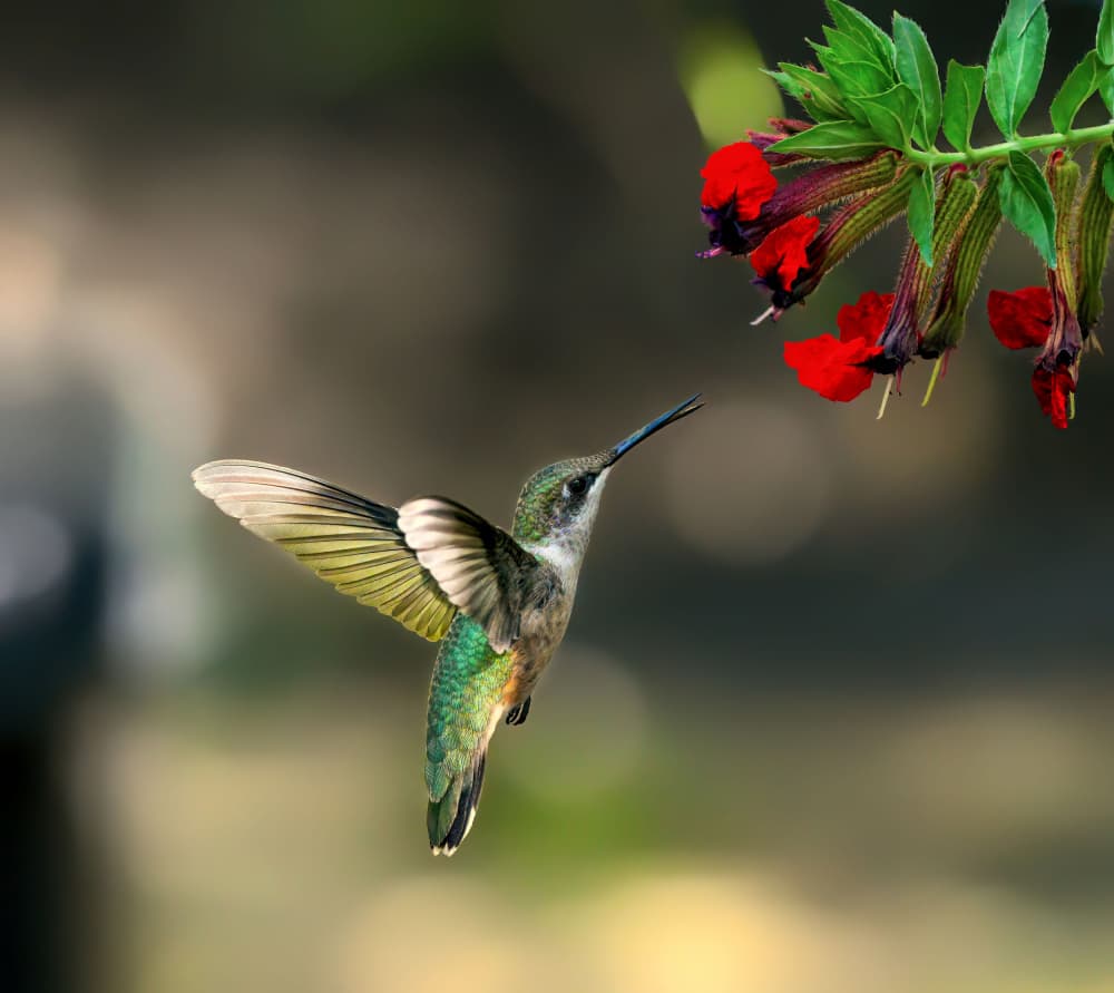 Hummingbird and Red Flowers by Hannah & Wei — canvas wall art