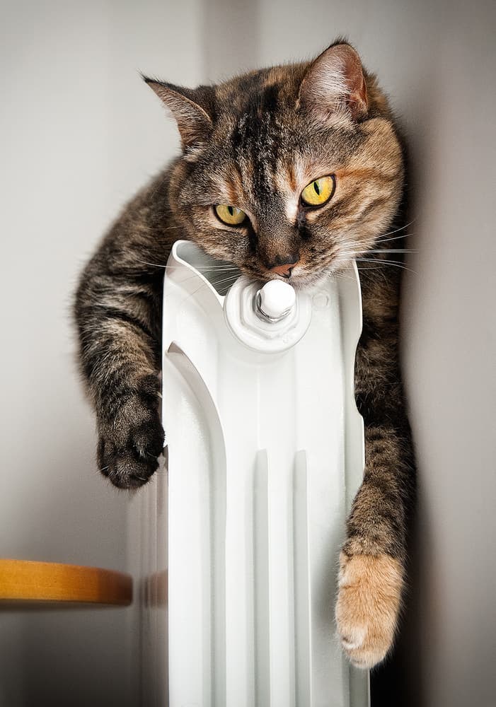 Cozy Cat on Radiator by Aida Ianeva — canvas wall art