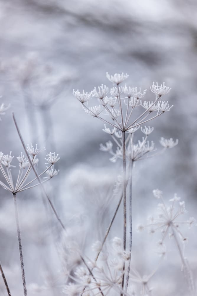 Frozen 5 by Mareike Böhmer — canvas wall art