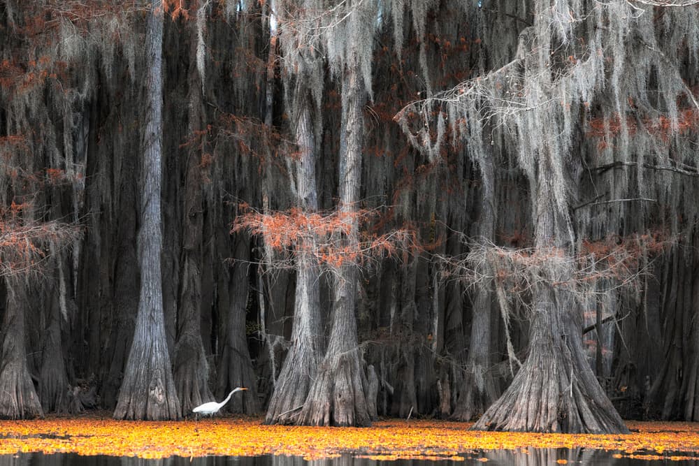 White Egret Cypress Swamp by Margarita Chernilova — canvas wall art