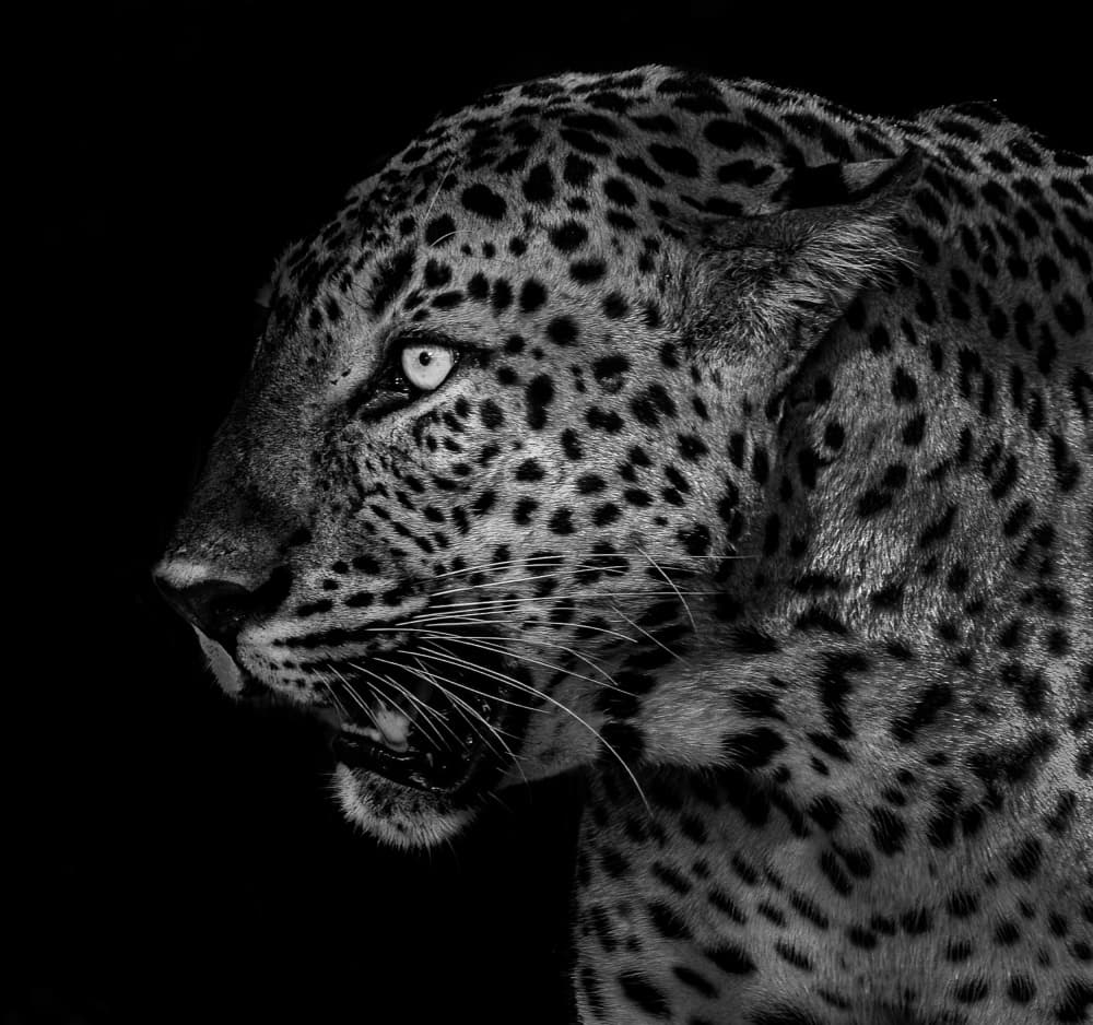 Intense Leopard Eye by Liwen Tao — canvas wall art