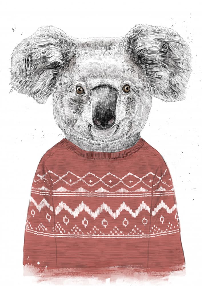 Cozy Koala In Sweater by Balazs Solti — canvas wall art