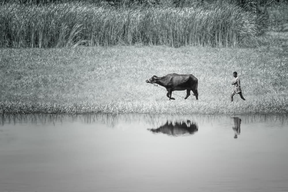 Boy and Buffalo Reflections by Jennifer Chen APA — canvas wall art