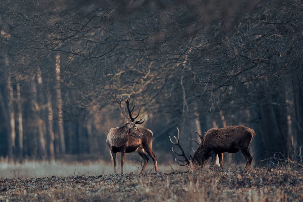 Wild Forest Stags by Gert J ter Horst — canvas wall art