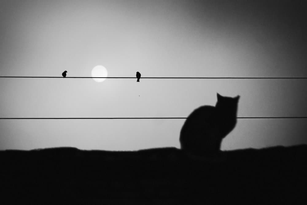 Cat and Bird Silhouettes by Todor Tanev — canvas wall art