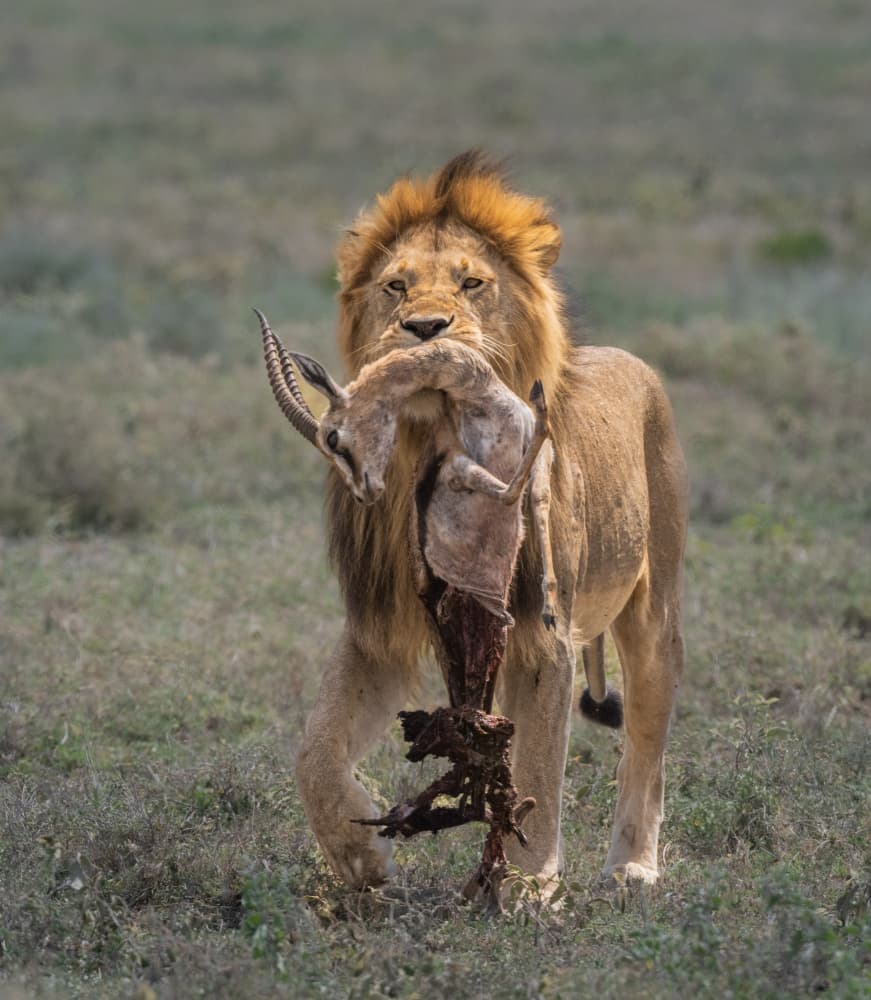 African Lion Carrying Prey by Liwen Tao — canvas wall art