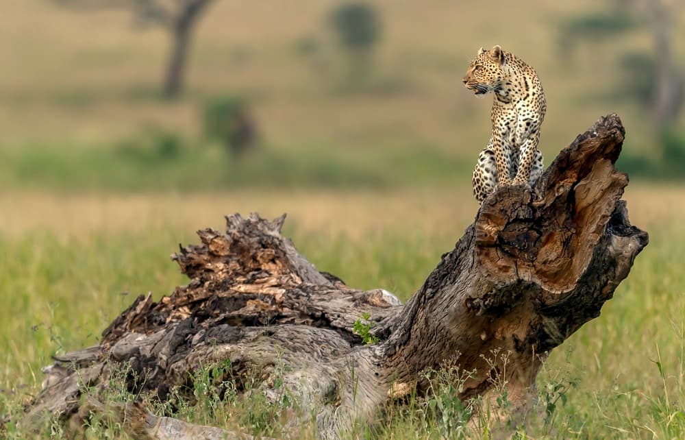 Watchful Leopard on Log by Giuseppe DAmico — canvas wall art