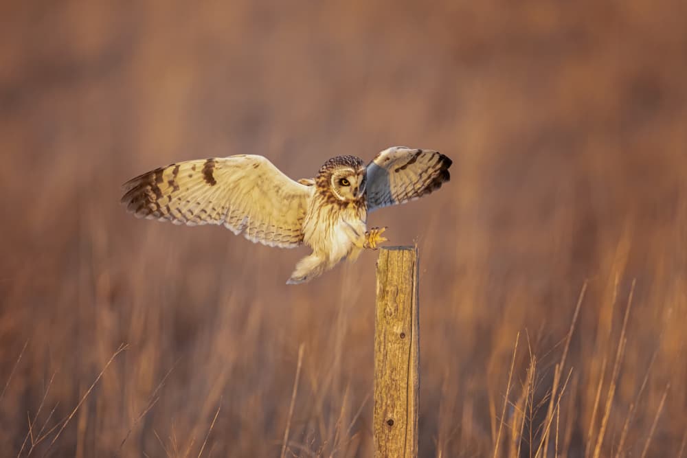 Short-eared Owl Landing by Max Wang — canvas wall art