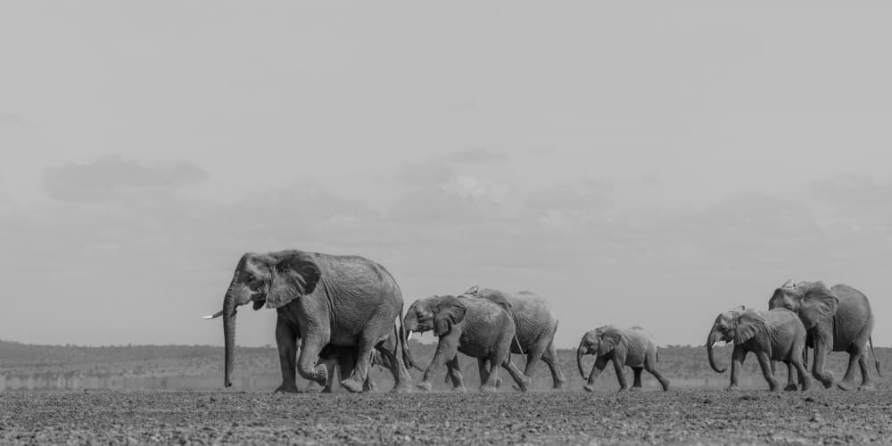 African Elephant Journey by Jennifer Lu — canvas wall art