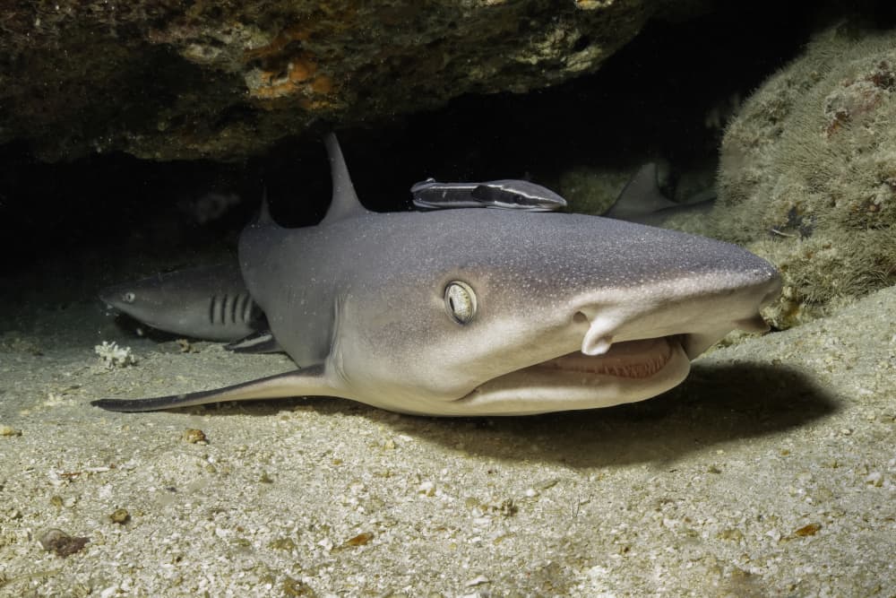 Resting Reef Shark by Ido Meirovich — canvas wall art