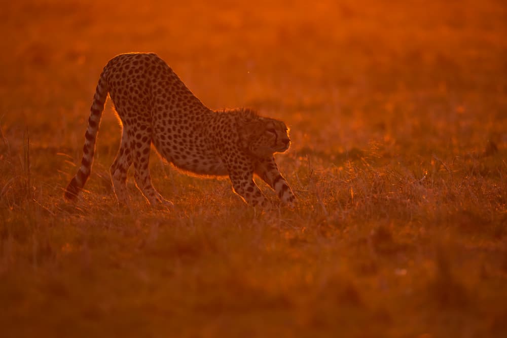 Cheetah Golden Hour Stretch by Marco Pozzi — canvas wall art
