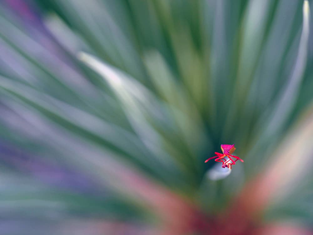 Delicate Red Bloom by Thierry Dufour — canvas wall art