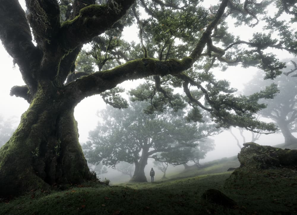 Misty Forest Solitude by NingYun Ye — canvas wall art