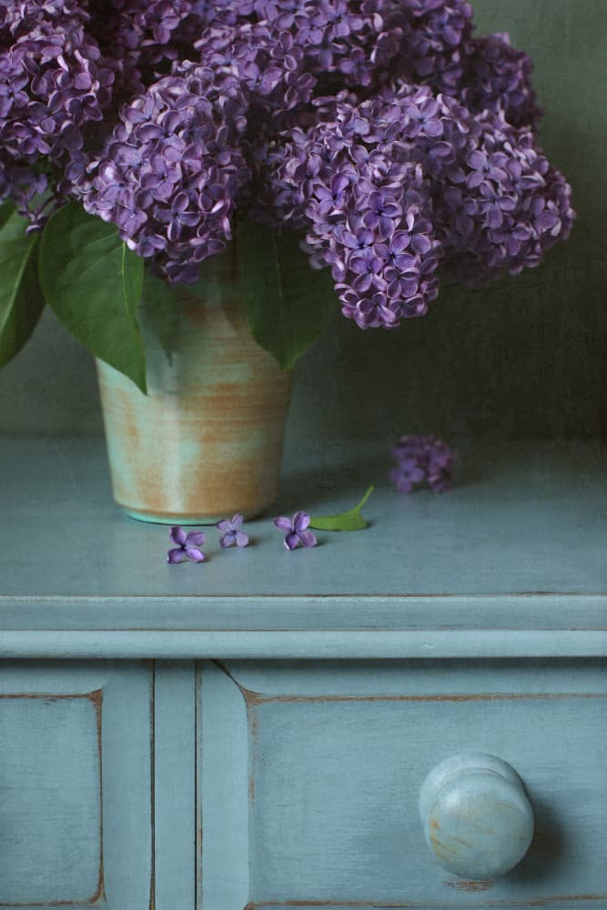 Fresh Lilacs on Blue Cabinet by Alyson Fennell — canvas wall art
