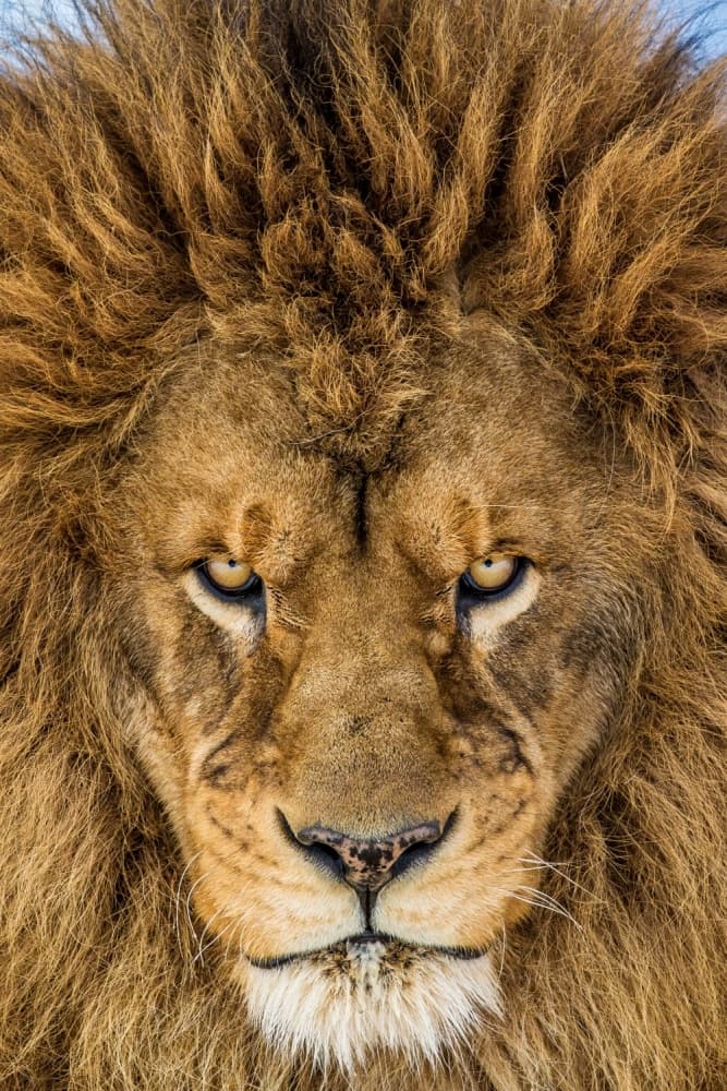 Intense Lion Gaze