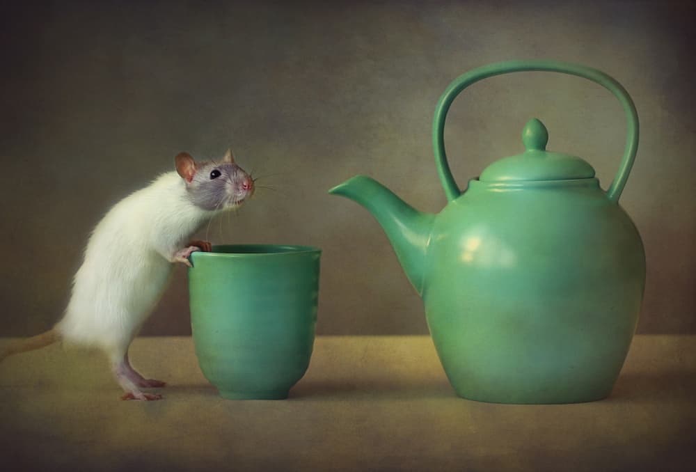 Curious Rat Tea Time by Ellen van Deelen — canvas wall art