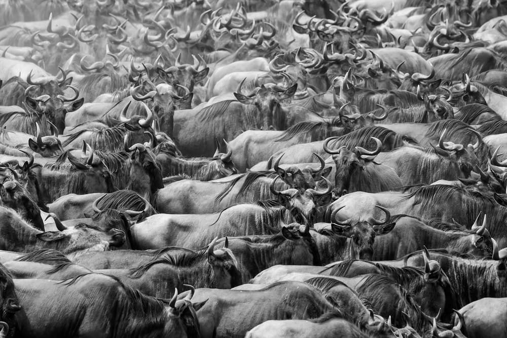 Wildebeest Mass Migration by Henry Zhao — canvas wall art
