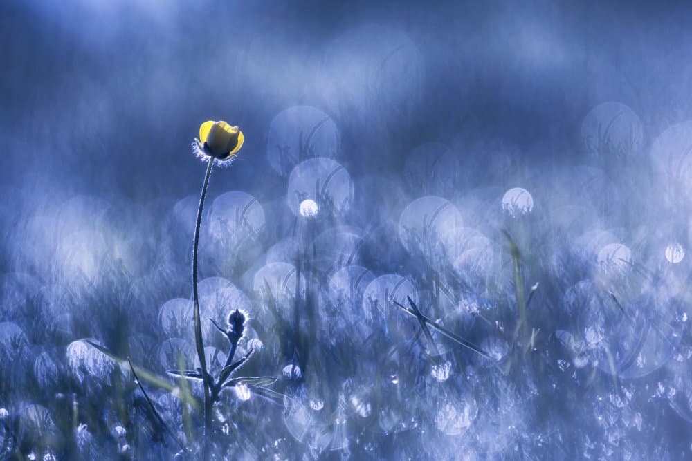 Buttercup Morning Glow by Benjamine Hullot Scalvenzi — canvas wall art