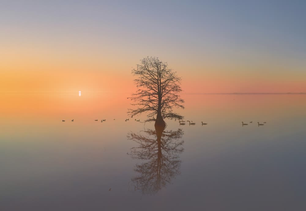 Serene Tree Reflection by Jay Wang — canvas wall art