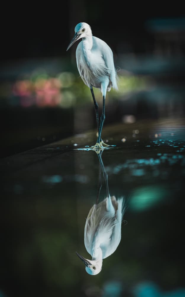 Graceful Egret Reflection by YusukeMatsumoto — canvas wall art