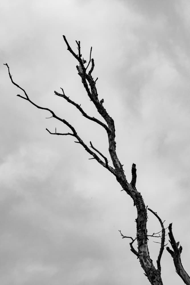 Stark Bare Tree by Nicolau Wallenstein — canvas wall art