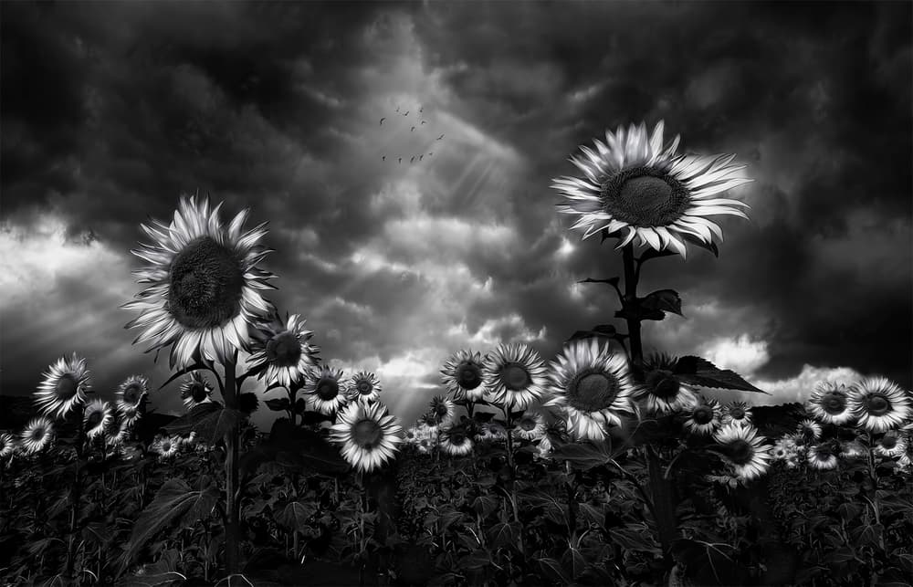 Sunflowers Under Stormy Skies by Fran Osuna — canvas wall art