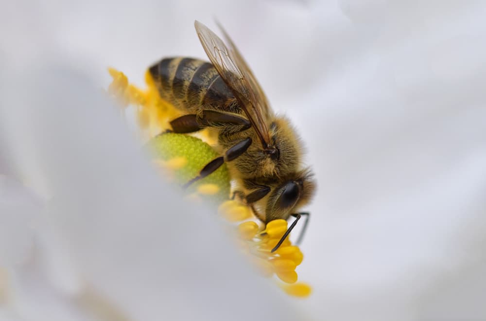 Honey Bee on White Flower by Drago Vogrinec — canvas wall art