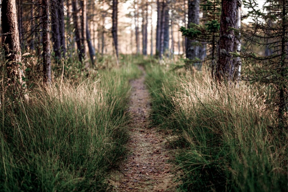 Sunlit Forest Path by EMELIEmaria — canvas wall art