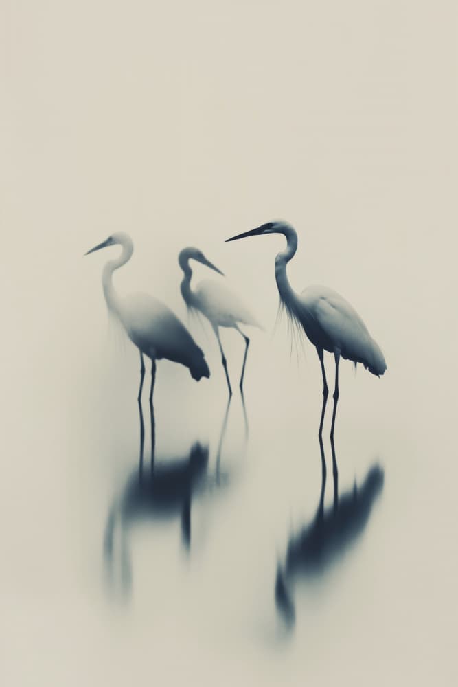 Ethereal Egrets by Treechild — canvas wall art