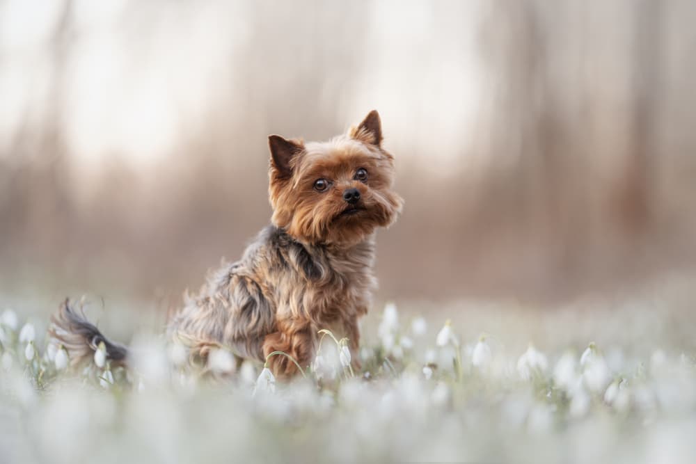 Sweet Yorkie in Snowdrops by Ve Shandor — canvas wall art
