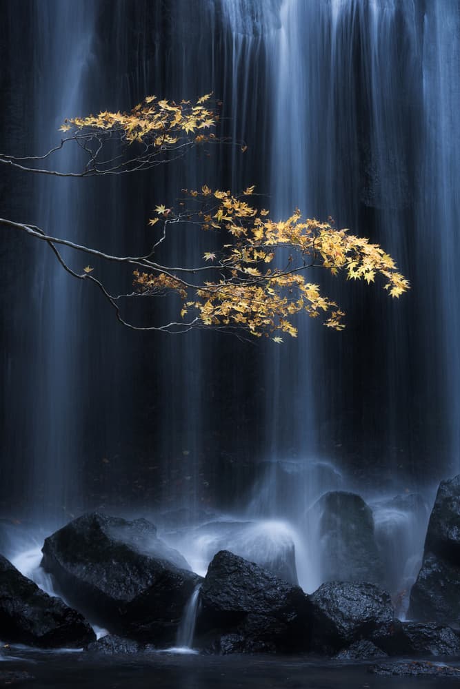 Golden Leaves Waterfall by Yuki Yatsushima — canvas wall art