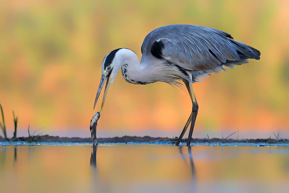 Grey Heron Fishing by Jun Zuo — canvas wall art