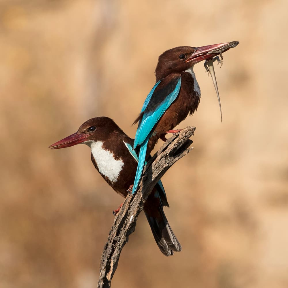 Kingfishers Hunting Prey by Amnon Eichelberg — canvas wall art