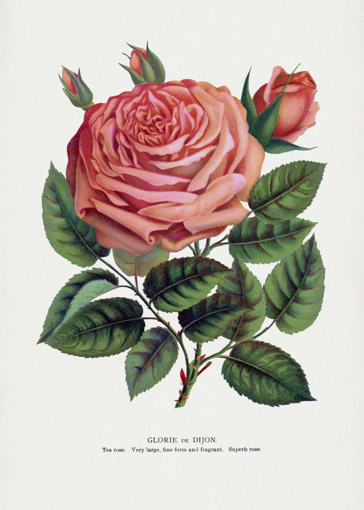 Pink Rose, Glorie De Dijon Lithograph by Botanical Specimen Rochester Lithographing — canvas wall art