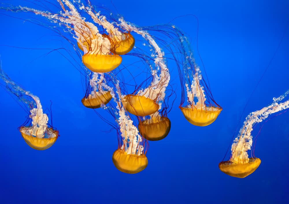 Graceful Golden Jellyfish by Andrew Beavis — canvas wall art