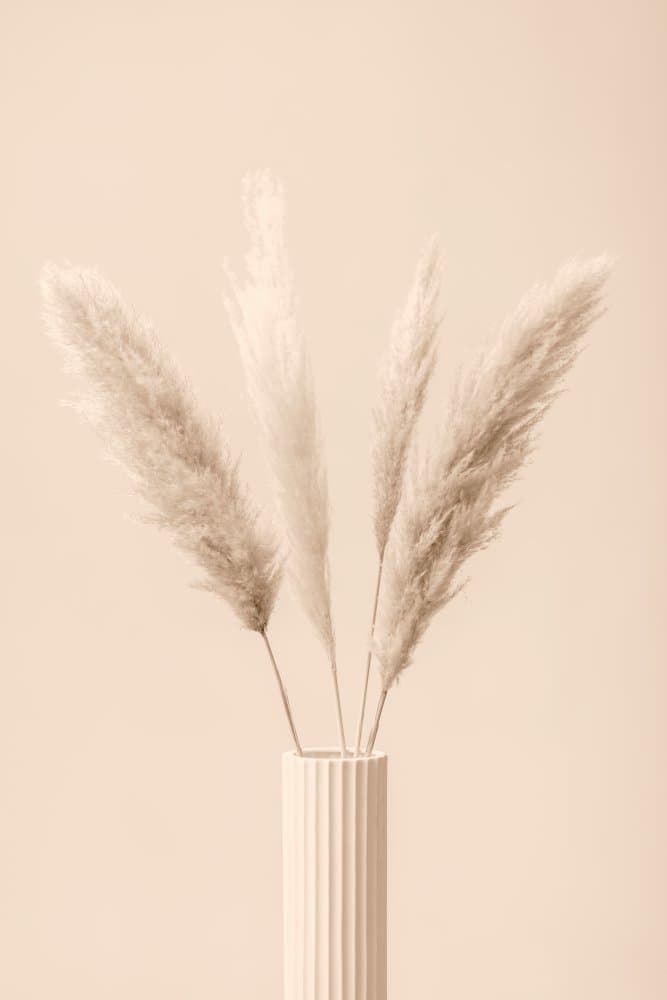 Soft Pampas Display by Pictufy Studio III — canvas wall art