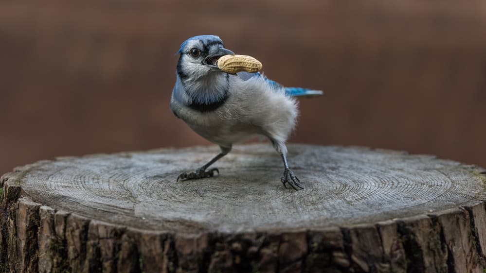 Blue Jay with Peanut by Patrick Dessureault — canvas wall art
