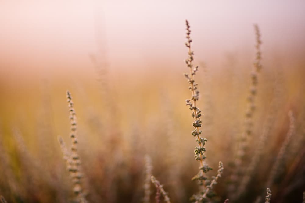Blush Field Serenity by Javier Pardina — canvas wall art