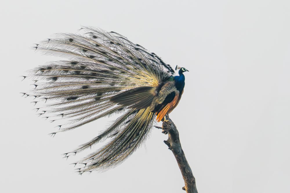 Majestic Peacock Display by Rajat Dhesi — canvas wall art