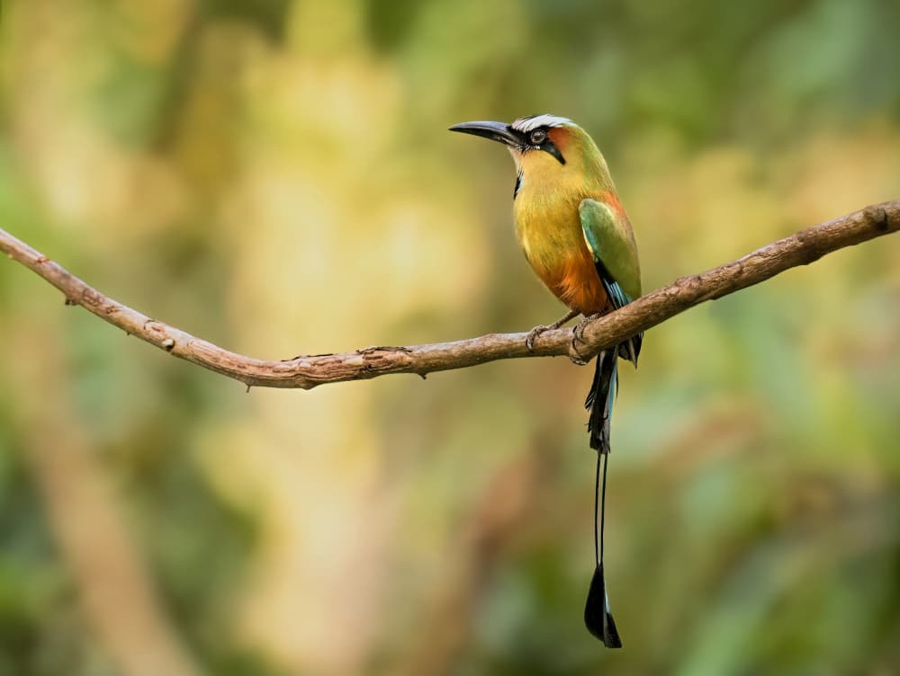 Colorful Motmot Perch by Jie Jin — canvas wall art