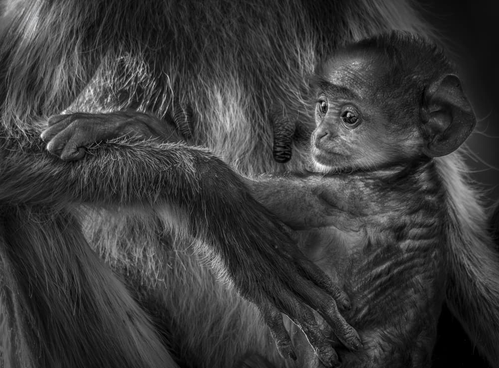 Baby Monkey's Embrace by Anita Singh — canvas wall art