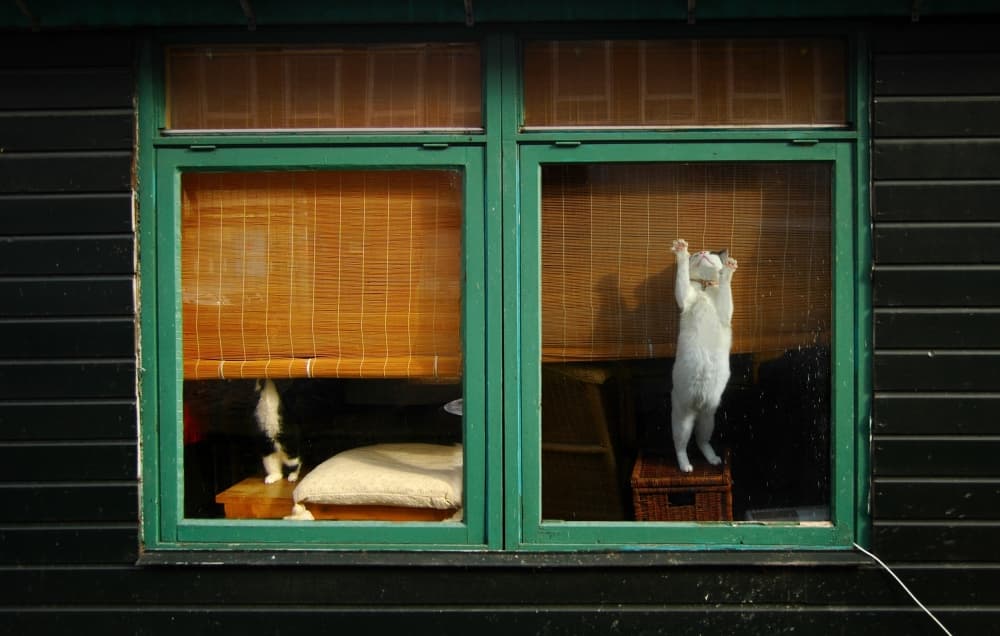 Playful Cat Window Stretch by Jacek Stefan — canvas wall art